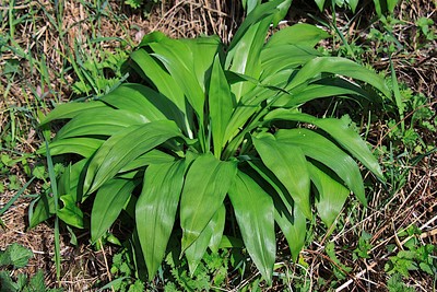 Rezept Bärlauchbutter Bärlauchbutter Rezept