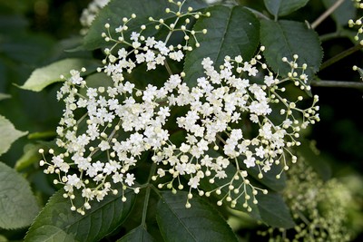 Rezept Holunderblütensekt Holunderblütensekt Rezept