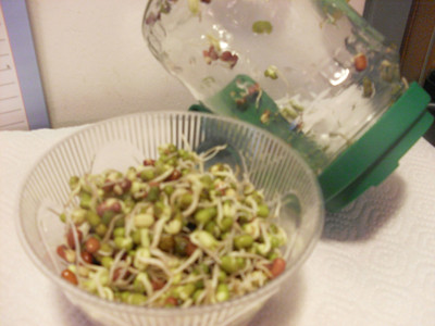 Rezept Mungosprossen selbst gezogen Mungosprossen selbst gezogen Rezept