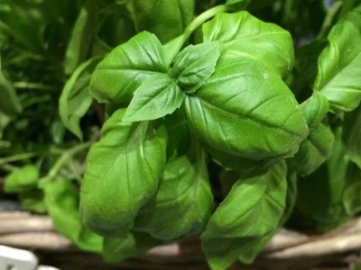 Rezept Schnelles Basilikum-Pesto (im Kenwood Cooking Chef) Schnelles Basilikum-Pesto (im Kenwood Cooking Chef) Rezept